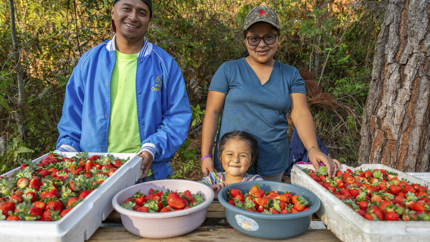 Three people stand outdoors behind a table full of harvested strawberries in trays and bowls, smiling at the camera.